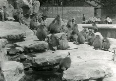 En trupp heliga babianer, inklusive en som dricker ur en pool, bland klipporna på 