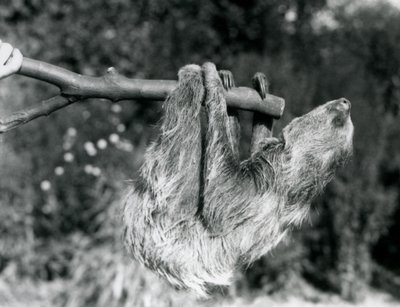 En sengångare med två tår som hänger från en avskuren gren, som hålls av en djurhållare, London Zoo, september 1925 av Frederick William Bond