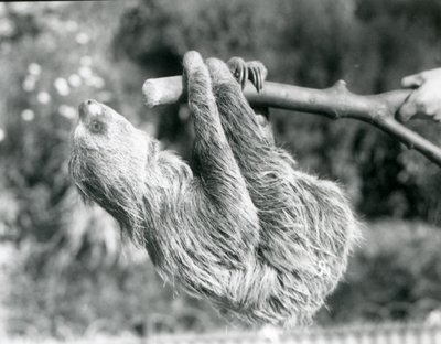 En sengångare med två tår som hänger från en avskuren gren, som hålls av en djurhållare, London Zoo, september 1925 av Frederick William Bond