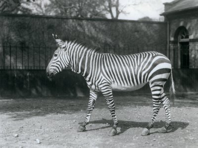 En sårbar Hartmans zebra som står i sin hage på London Zoo av Frederick William Bond