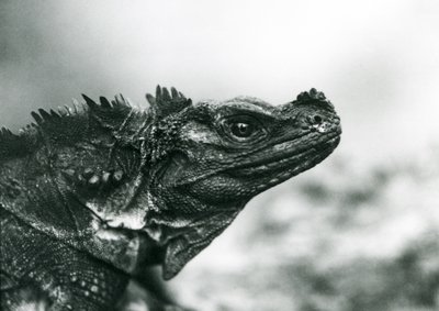 En sårbar Sailfin Lizard på London Zoo 1928 (s/v foto) av Frederick William Bond