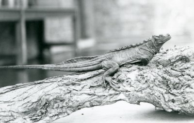En sårbar Sailfin Lizard vilar på en stock på London Zoo 1928 (s/v foto) av Frederick William Bond