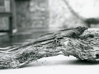 En sårbar Sailfin Lizard vilar på en stock på London Zoo 1928 (s/v foto) av Frederick William Bond