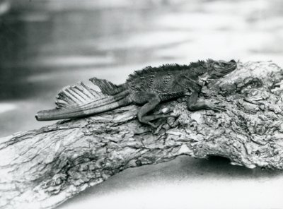 En sårbar Sailfin Lizard, med en skadad svans, vilande på en stock på London Zoo 1929 (s/v foto) av Frederick William Bond