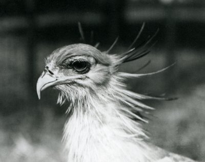 En sårbar Secretary Bird eller Secretarybird, på London Zoo 1928 (s/v foto) av Frederick William Bond