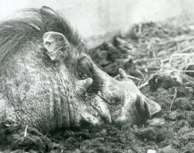 Ett vårtsvin vilar i lera på London Zoo, 1927 av Frederick William Bond