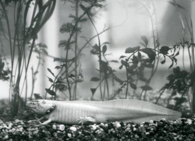 En vit Axolotl / mexikansk salamander vilande på grus på golvet i en tank på London Zoo 1928 (s/v foto) av Frederick William Bond