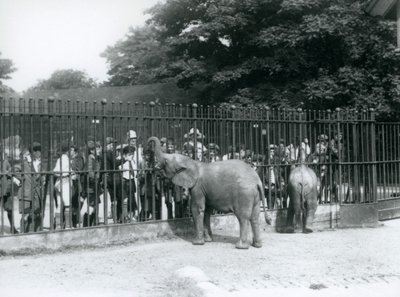 En ung afrikansk elefant och en afrikansk pygmé elefant interagerar med en stor grupp barn genom räckena i deras hage, London Zoo, 1926 av Frederick William Bond