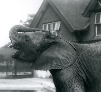 En ung afrikansk elefant med snabeln upphöjd på pannan, London Zoo, augusti 1925 av Frederick William Bond