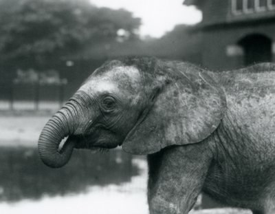 En ung afrikansk elefant med snabeländen i munnen, London Zoo, augusti 1925 av Frederick William Bond