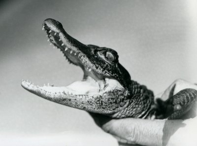 En ung alligator som hölls runt halsen av sin djurhållare, London Zoo, augusti 1928 (s/v foto) av Frederick William Bond