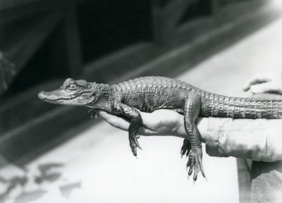 En ung Alligator som hölls i handen på sin målvakt, London Zoo av Frederick William Bond