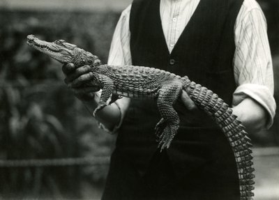 En ung amerikansk alligator som hölls av sin djurhållare, London Zoo, 1924 av Frederick William Bond