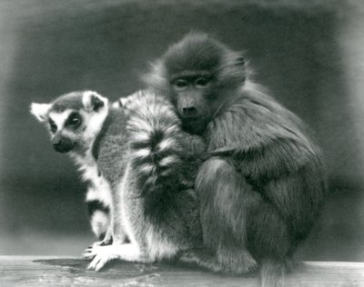 En ung babian gosar fram till en ringstjärtad lemur på en balk, London Zoo, 1925 av Frederick William Bond