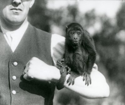 En ung svart bråkapa sitter på en mans arm med sin svans lindad runt handleden, London Zoo, 1923 (svart foto). av Frederick William Bond