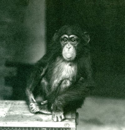 En ung schimpans som sitter på en trälåda på London Zoo 1924 av Frederick William Bond