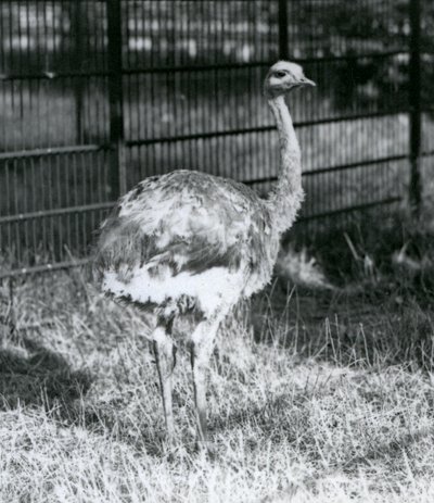 En ung Darwins/Lesser Rhea som står på gräs, bredvid staketet till dess inhägnad, London Zoo av Frederick William Bond