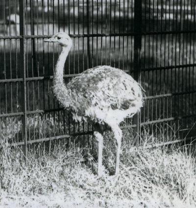 En ung Darwins/Lesser Rhea som står på gräs, bredvid staketet till dess inhägnad, London Zoo av Frederick William Bond