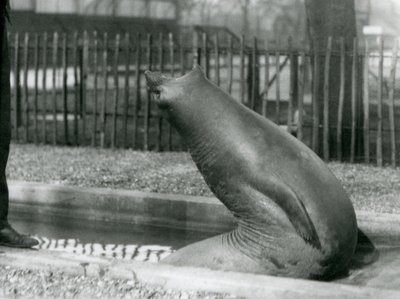 En ung elefantsäl som sträcker sig baklänges, London Zoo av Frederick William Bond