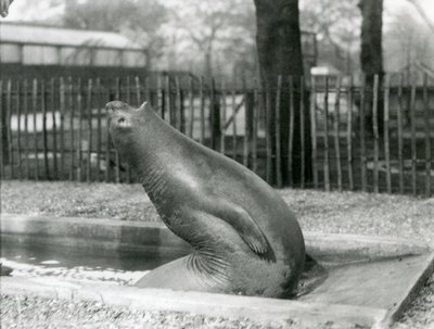 En ung elefantsäl som sträcker sig baklänges, London Zoo av Frederick William Bond