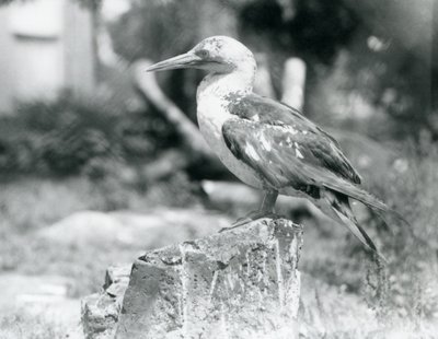 En ung sula som står på en stubbe på London Zoo 1929 (s/v foto) av Frederick William Bond