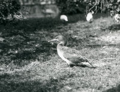 En ung sula som står på gräs på London Zoo i september 1927 av Frederick William Bond