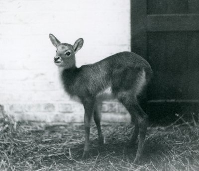 En ung Lechwe som står på hö, London Zoo, januari 1926 av Frederick William Bond