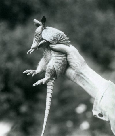 En ung niobandad bältdjurNiobandad långnosig bältdjur som hölls upp i en målvaktshand, London Zoo, augusti 1926 av Frederick William Bond