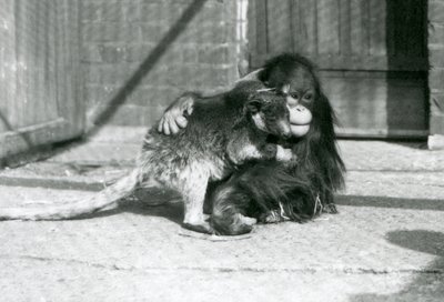 En ung orangutang kramar en trädkänguru på London Zoo 1927 (s/v foto) av Frederick William Bond