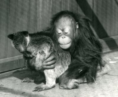 En ung orangutang kramar en trädkänguru på London Zoo 1927 av Frederick William Bond