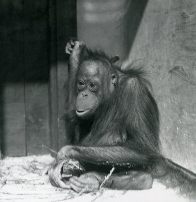 En ung orangutang sitter i sitt inhägnad på London Zoo, oktober 1925 av Frederick William Bond