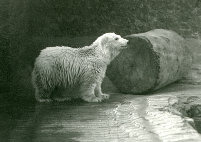 En ung isbjörn på London Zoo i november 1924 av Frederick William Bond