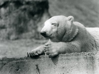 En ung isbjörn vilar på en betongkant på London Zoo 1927 av Frederick William Bond