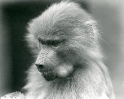 En ung helig babian med kindpåsen full, London Zoo, 1925 av Frederick William Bond
