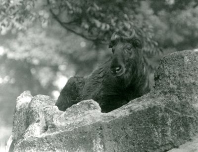 En ung Takin, även känd som en sämskskinn eller Gnu-get, vilar på en sten, London Zoo, juni 1924 av Frederick William Bond