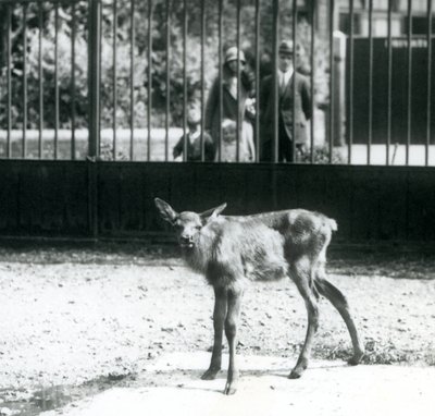 En ung Wapiti/Elk står i sin hage, med besökare som tittar på genom barer, London Zoo, augusti 1927 (s/v foto) av Frederick William Bond