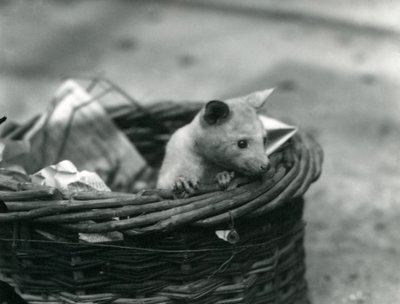 En ung albino Opossum tittar ut ur en korg på London Zoo, oktober 1920 av Frederick William Bond