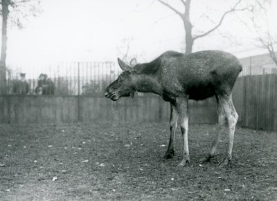 En ung tjur Älg/älg, med sår från nyligen fällda horn, som står i sin hage på London Zoo (s/v foto) av Frederick William Bond