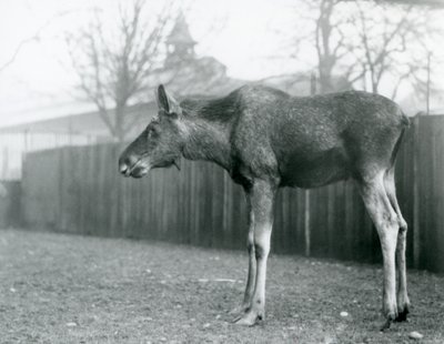 En ung tjur Älg/älg, med sår från nyligen fällda horn, som står i sin hage på London Zoo (s/v foto) av Frederick William Bond