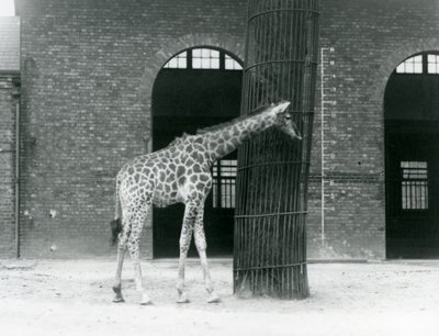 En ung kvinnlig giraff som står framför ett träd, i hagen utanför Giraffe House, London Zoo av Frederick William Bond