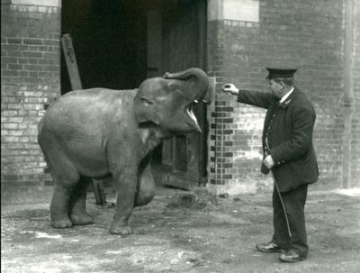 En ung indisk elefanthona tillsammans med djurskötare H. Robertson, London Zoo, 22 februari 1922. av Frederick William Bond