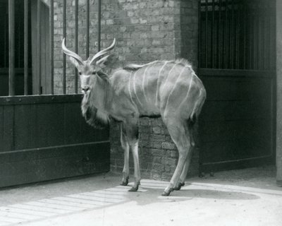 En ung man från Greater Kudu som står i sitt inhägnad på London Zoo 1929 (s/v foto) av Frederick William Bond