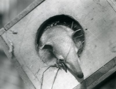 En ung tamandua tittar ut ur sin holk, London Zoo, april 1925 av Frederick William Bond