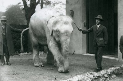 AlbinoWhite Burmese Elephant Pawah med skötare inklusive Dr. Saw Po Min, London Zoo, maj 1926 av Frederick William Bond