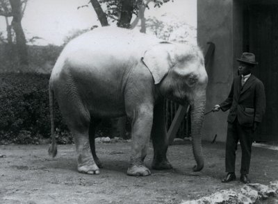 Albino White Elephant Pawah med Dr. Saw Po Minute, London Zoo, maj 1926 av Frederick William Bond