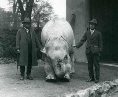AlbinoWhite Elephant Pawah med Dr. Saw Po Min och Son, London Zoo, maj 1926 av Frederick William Bond