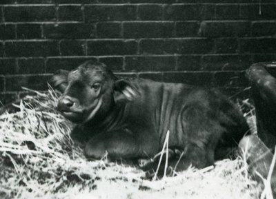 En buffelkalv från AfricanCape, född i menageriet den 8 februari 1927, liggande i halm, London Zoo, februari 1927 av Frederick William Bond