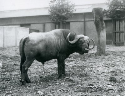 En afrikansk buffel, eller Cape Buffalo, som står i sin hage på London Zoo, 1927 av Frederick William Bond