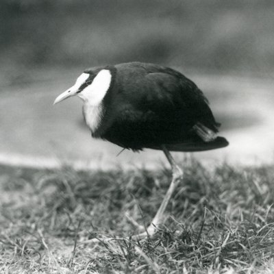 En afrikansk Jacana som står på gräs på London Zoo, augusti 1927 av Frederick William Bond