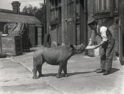 En afrikansk noshörning, Kathlene och målvakten Harry Warryck på ZSL London Zoo, september 1928 av Frederick William Bond